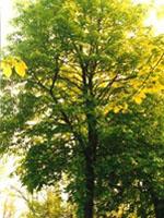 ND Tsa Tilia Europea 50 ml