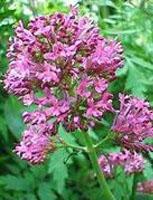 ND Tsa Valeriana Officinalis 50 ml
