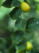 ND Msa Citrus Limonum 50 ml