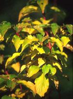 ND Msa Cornus Sanguinea 50 ml