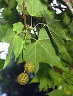 ND Msa Platanus Orienta 50 ml