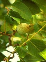 ND Msa Prunus Amygdalus 50 ml