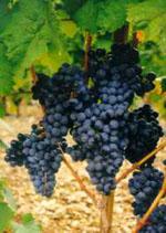 ND Msa Vitis Vinifera 50 ml