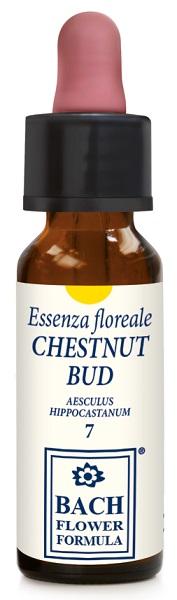 ND Chestnut Bud Original 10 ml gocce