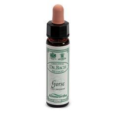 ND Ainsworths Gorse 10 ml