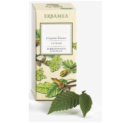 Erbamea Aesculus Hippoc Gemme Gemmod